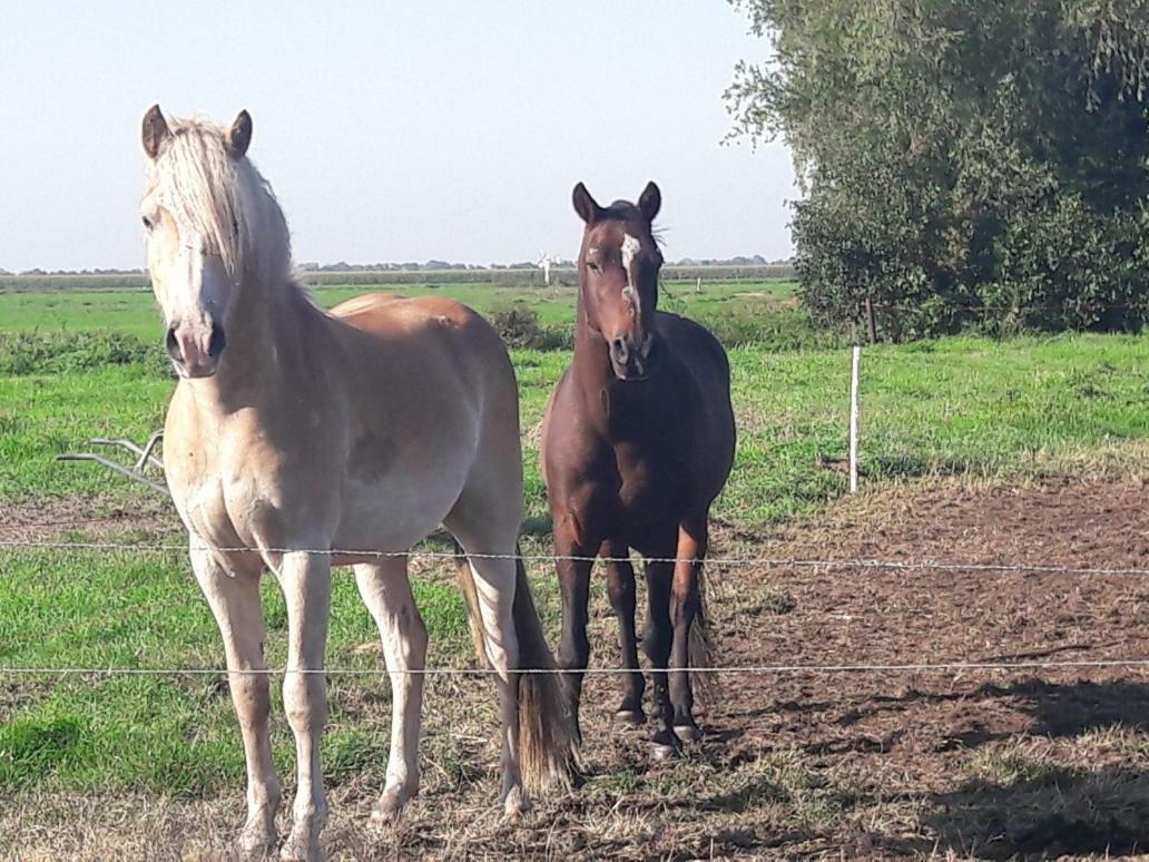Oudewater Bedstay41 מראה חיצוני תמונה